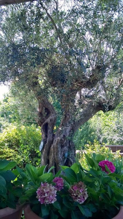 Il Giuggiolo Bed & Breakfast Conegliano Ngoại thất bức ảnh