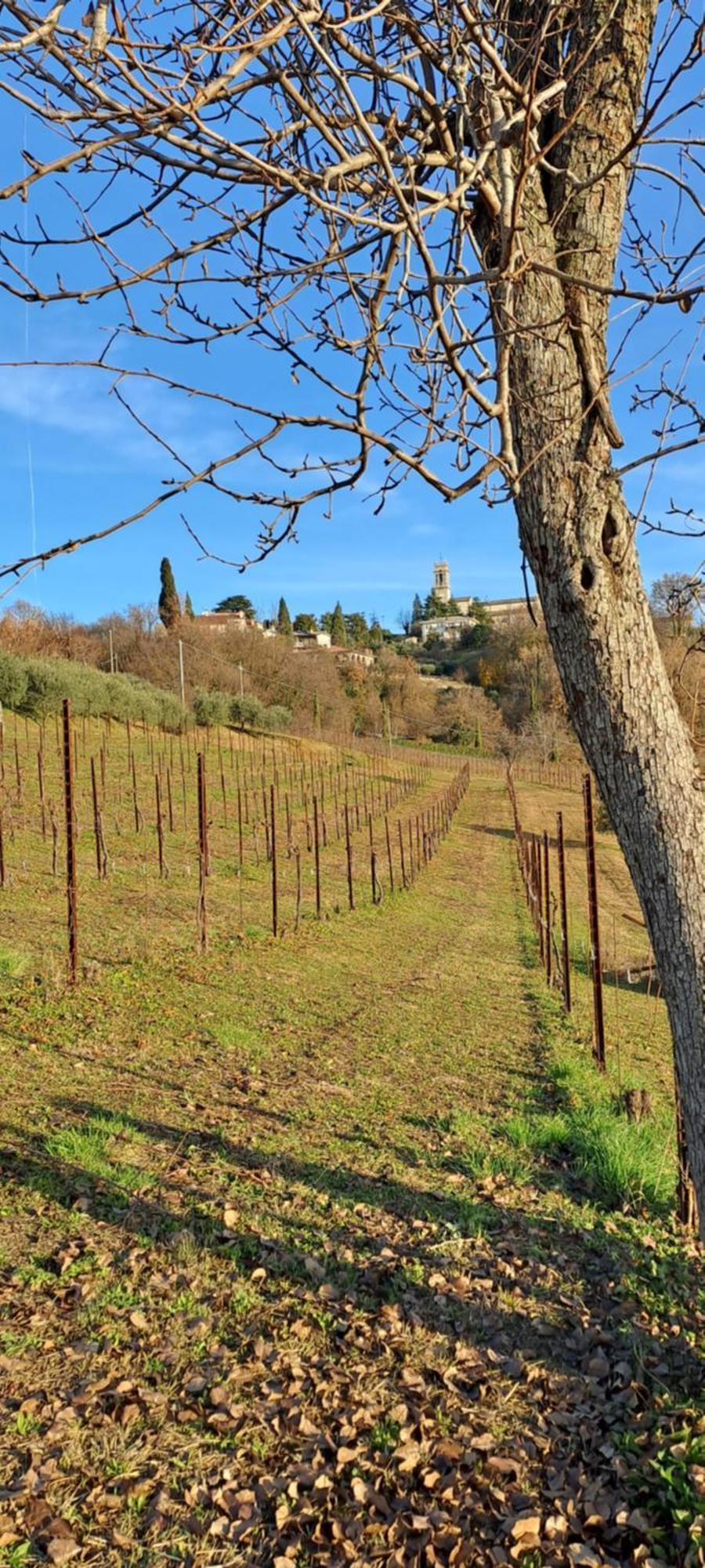 Il Giuggiolo Bed & Breakfast Conegliano Ngoại thất bức ảnh